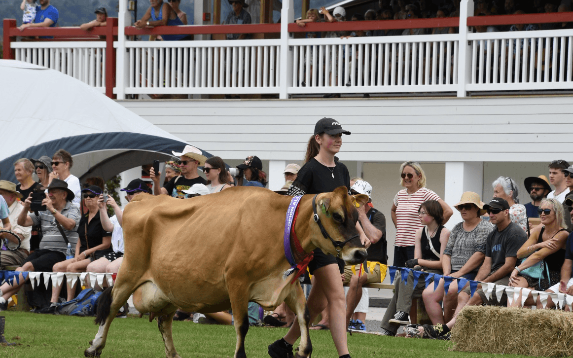 Cow parading on A&P Show - credit Golden Bay A&P Show Facebook Page