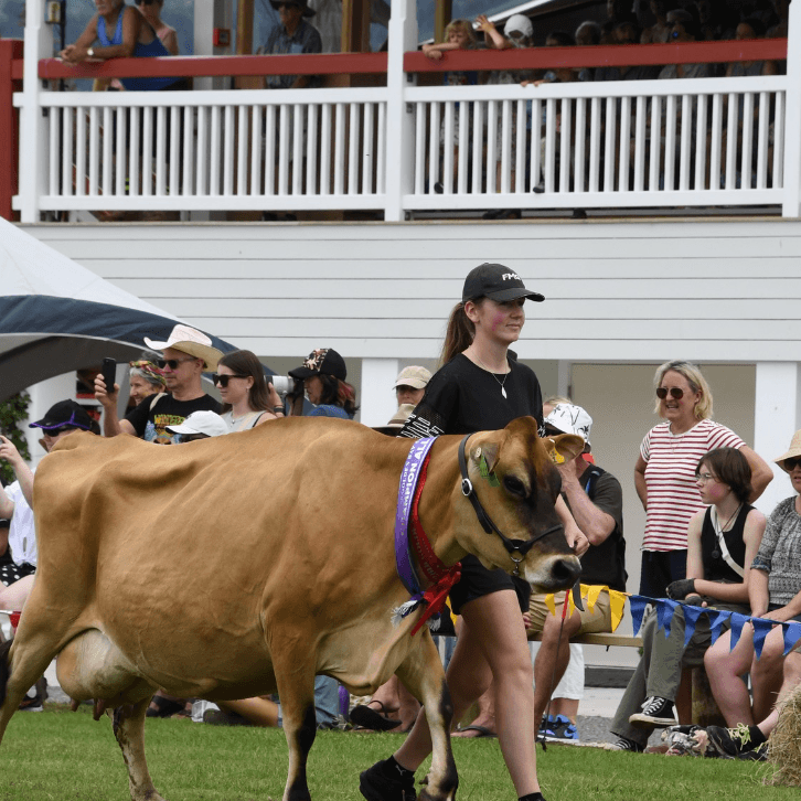 Cow parading on A&P Show - credit Golden Bay A&P Show Facebook Page