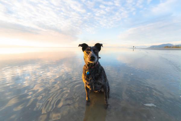 Dog at Tahunanui Beach sunset