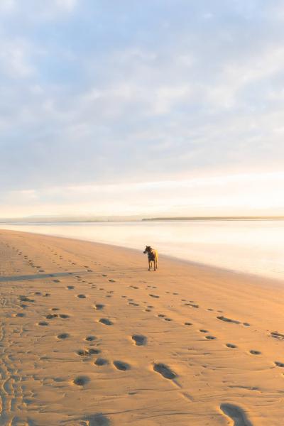 Dog at Tahunanui sunset