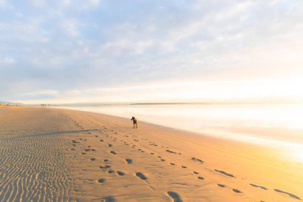 Dog at Tahunanui sunset