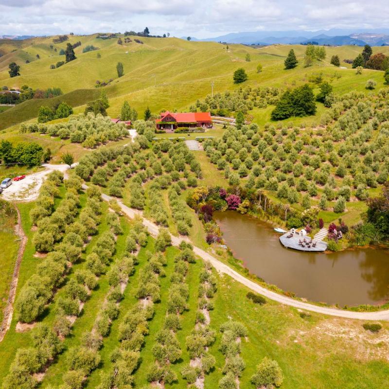 192096 neudorf olives aerial