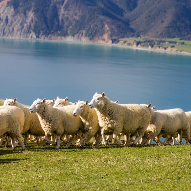 Sheep Station credit Pepin Island Farm 2