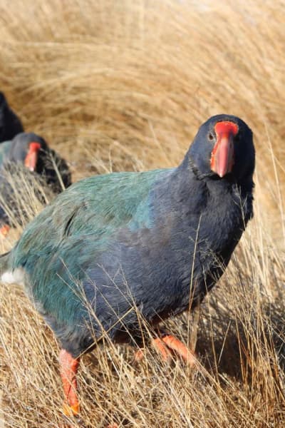 Takahe Kahurangi by Helen Dodson