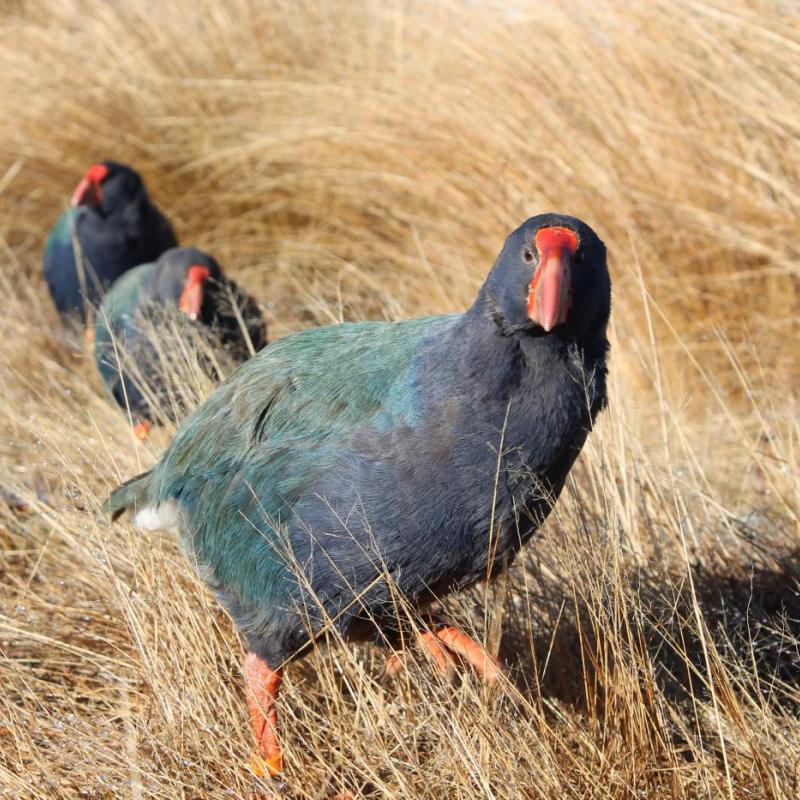 Takahe Kahurangi by Helen Dodson