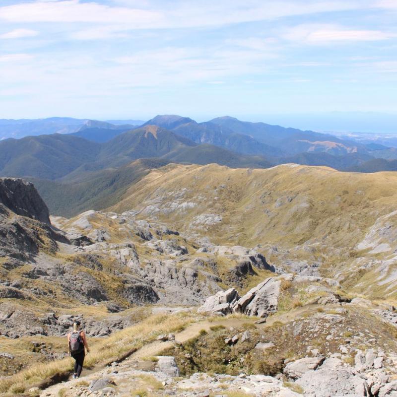 Mt Arthur hiking