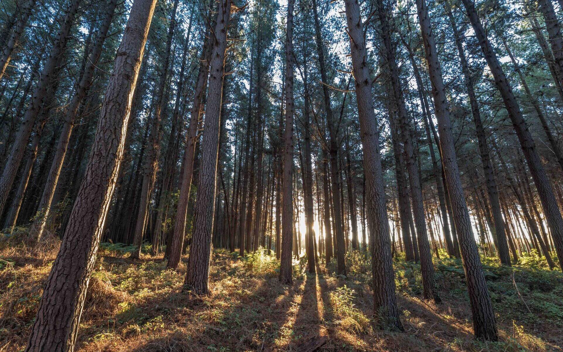 Trees at Rough Island and Rabbit Island