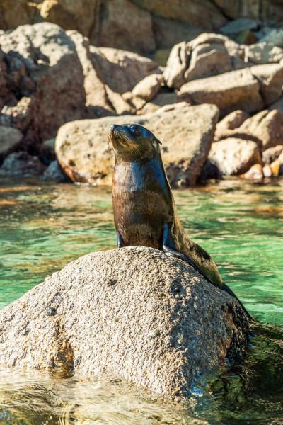 Fur seal at Tonga Island Marine Reserve Abel Tasman National Park 1