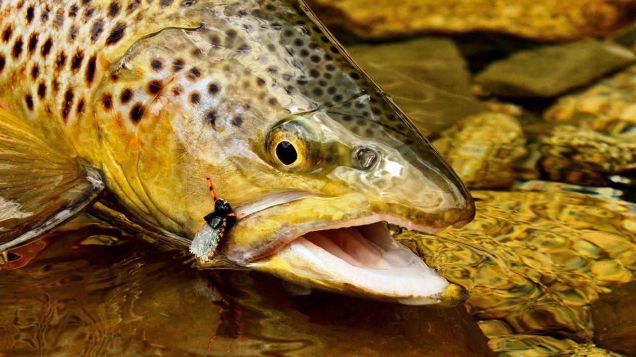 New Zealand wild brown trout