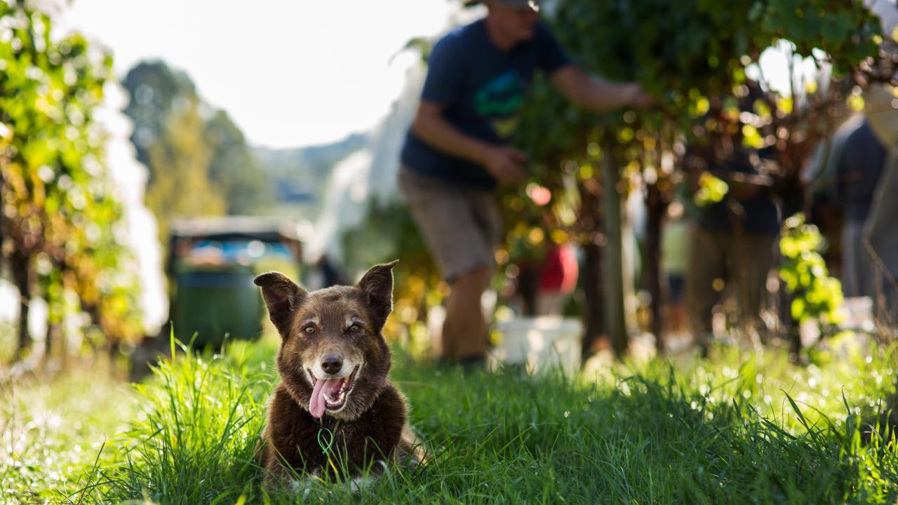 Rumer, the vineyard Kelpie