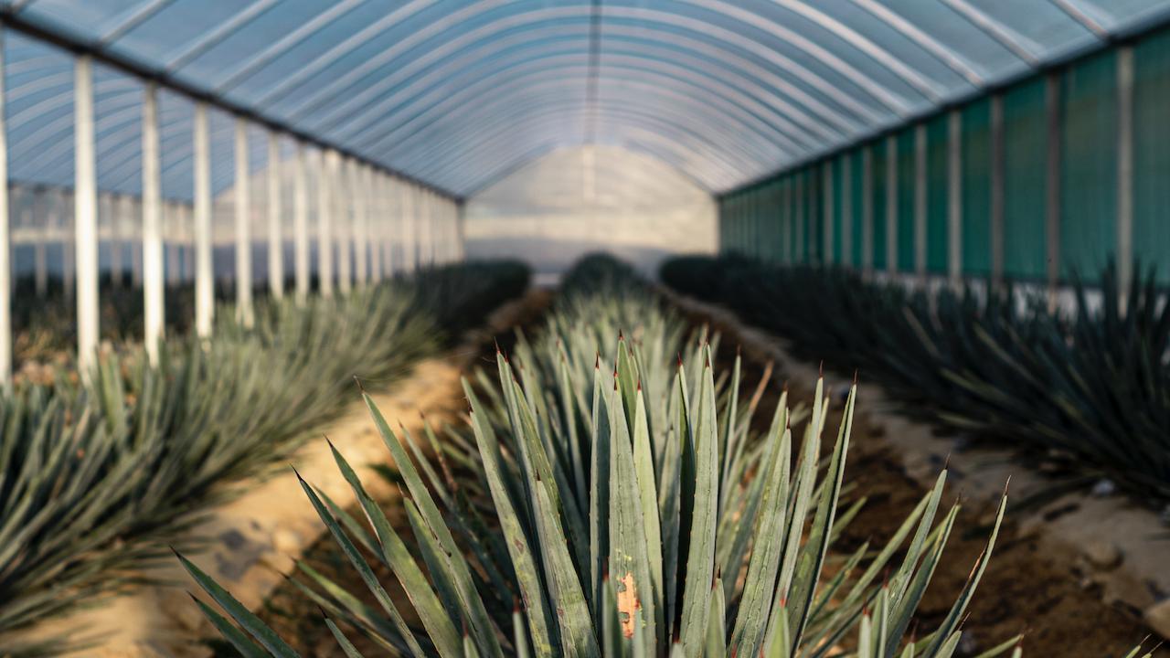 Webber Blue Agave growing at Kiwi Spirit Distillery