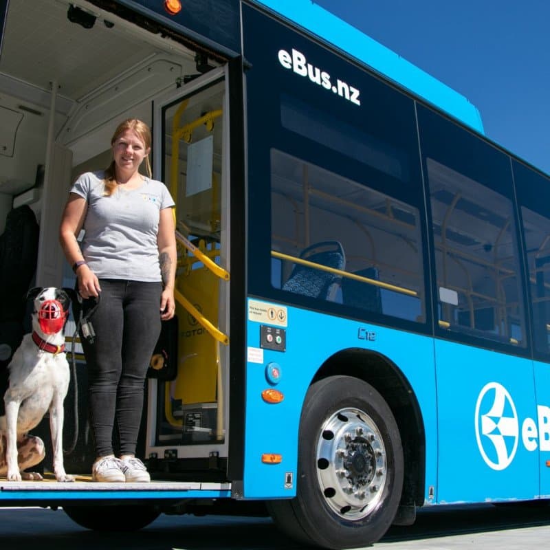 Dog on eBus Nelson
