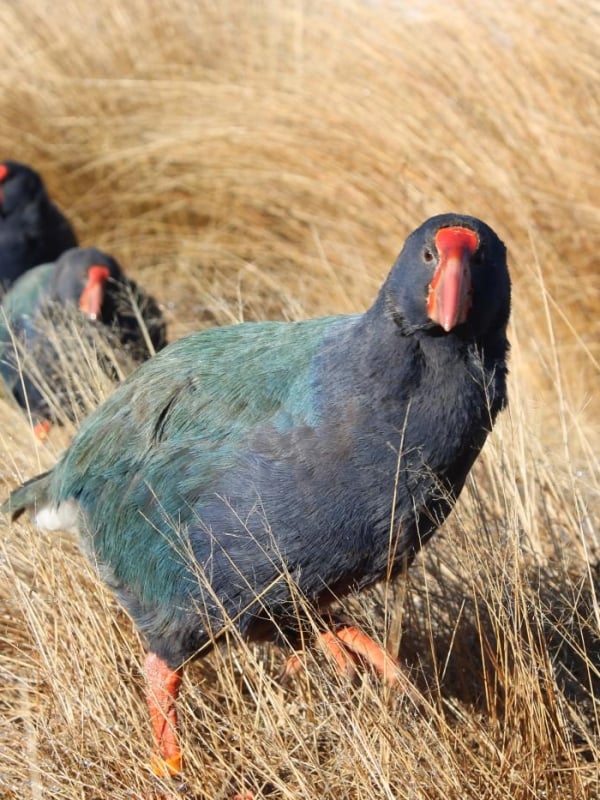Takahe Kahurangi by Helen Dodson