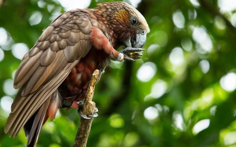 Brook Waimārama Sanctuary to welcome kākā