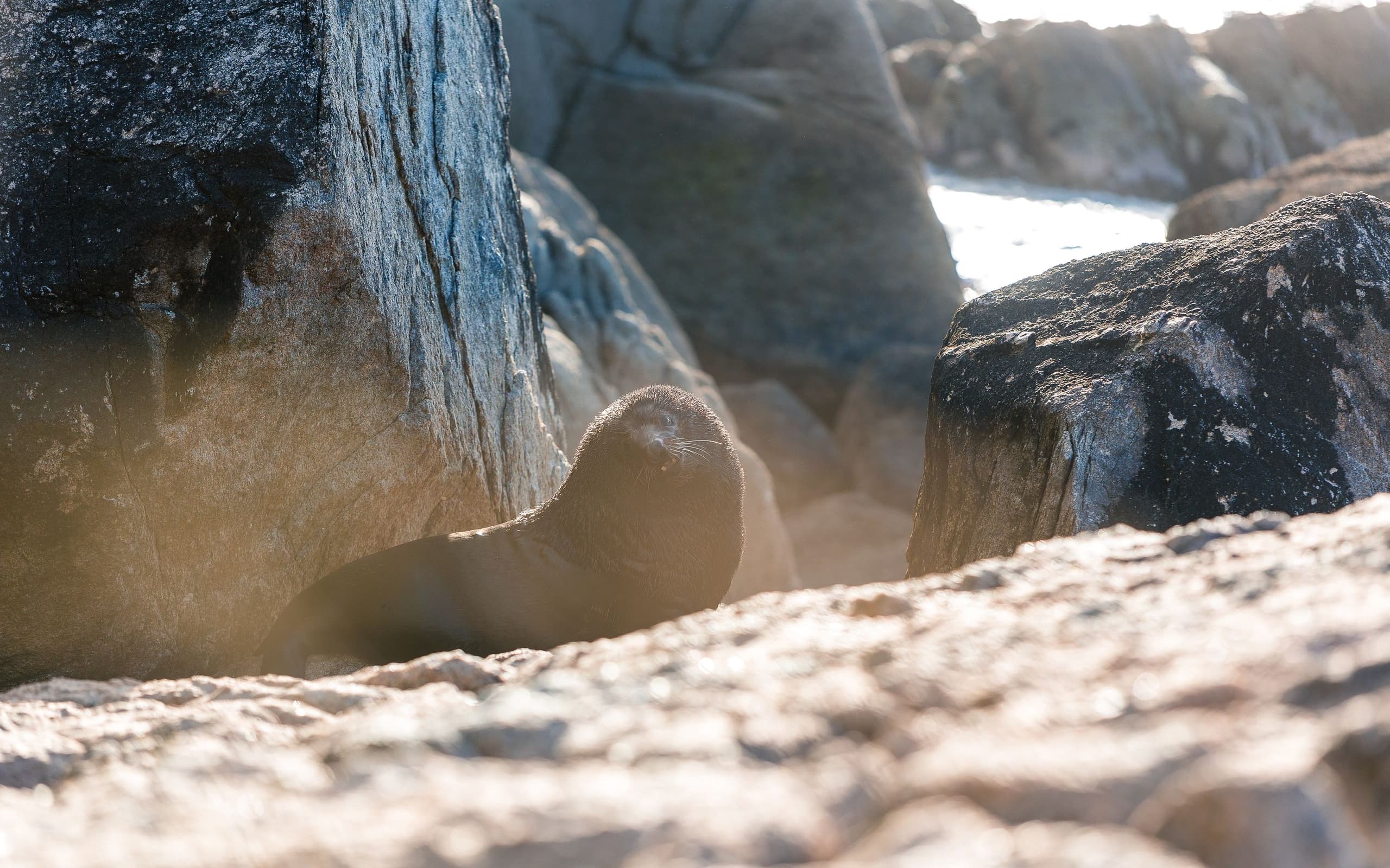 Fur seals at Tonga Island Marine Reserve in Abel Tasman.