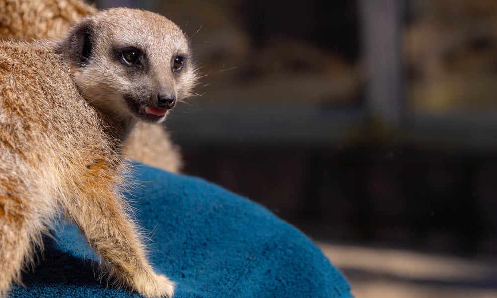 Tahunanui Wildlife Natureland Trust meerkat