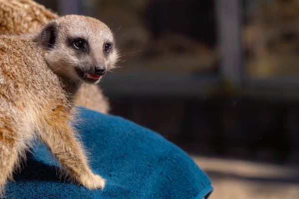 Tahunanui Wildlife Natureland Trust meerkat