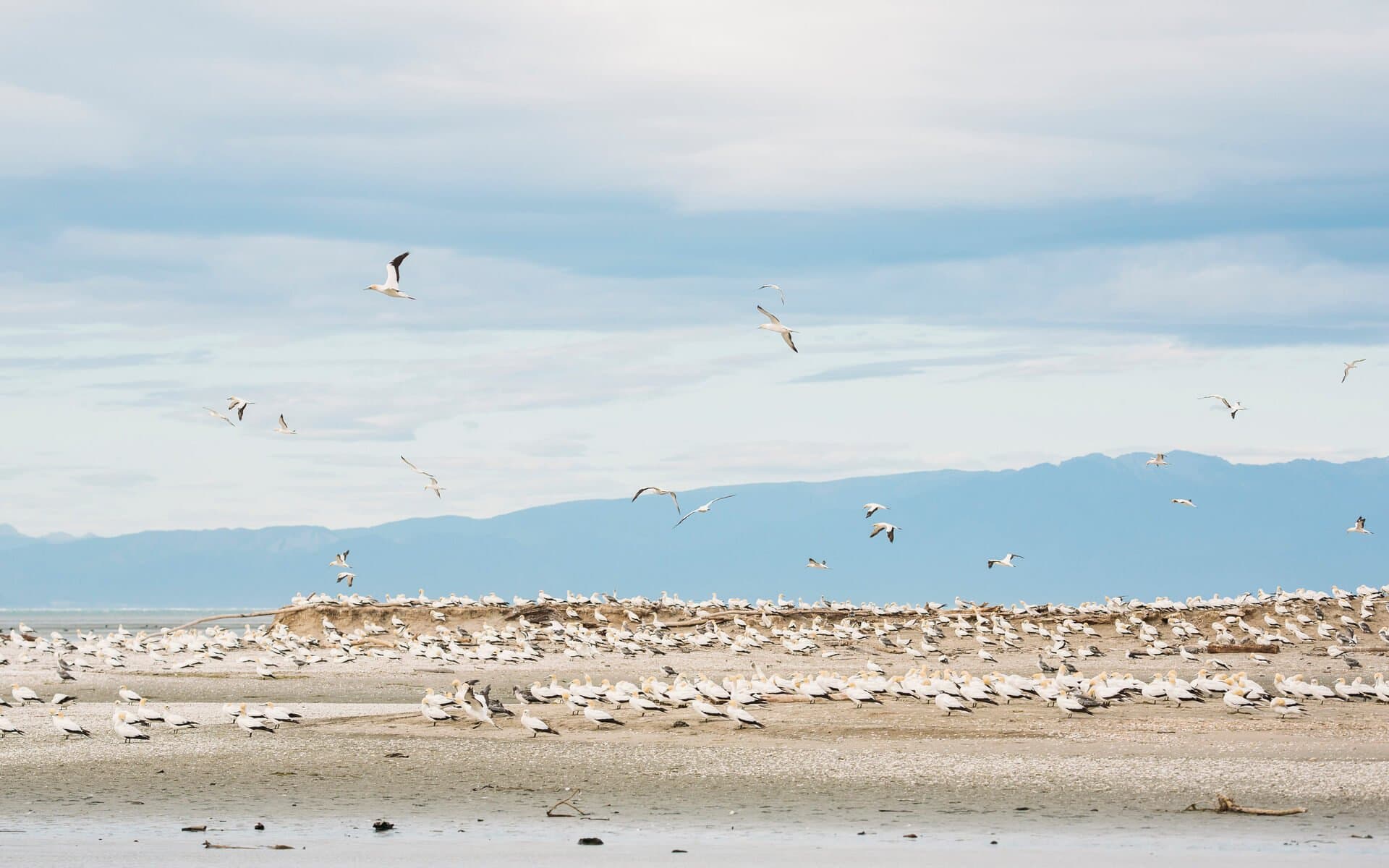 Gannet Colony at Farewell Spit