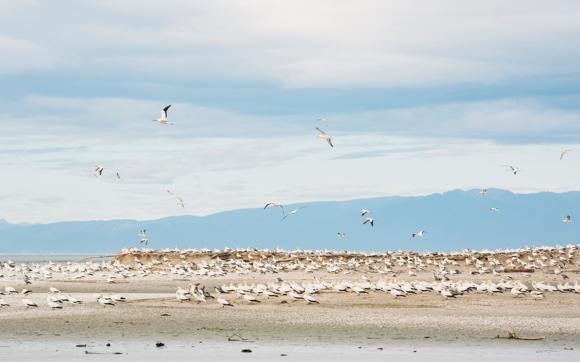 Gannet Colony at Farewell Spit