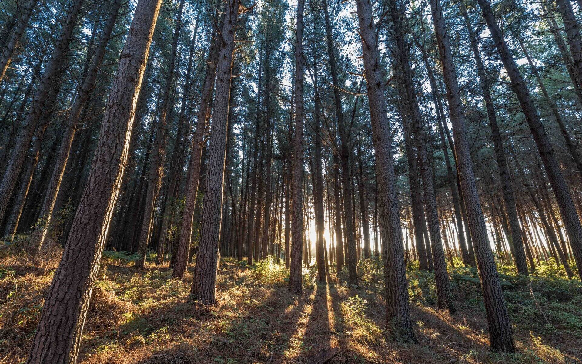 Trees at Rough Island and Rabbit Island
