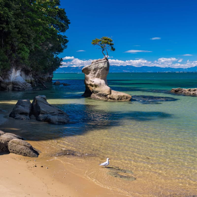 Tinline Bay Tree by Kaiteriteri Recreation Reserve