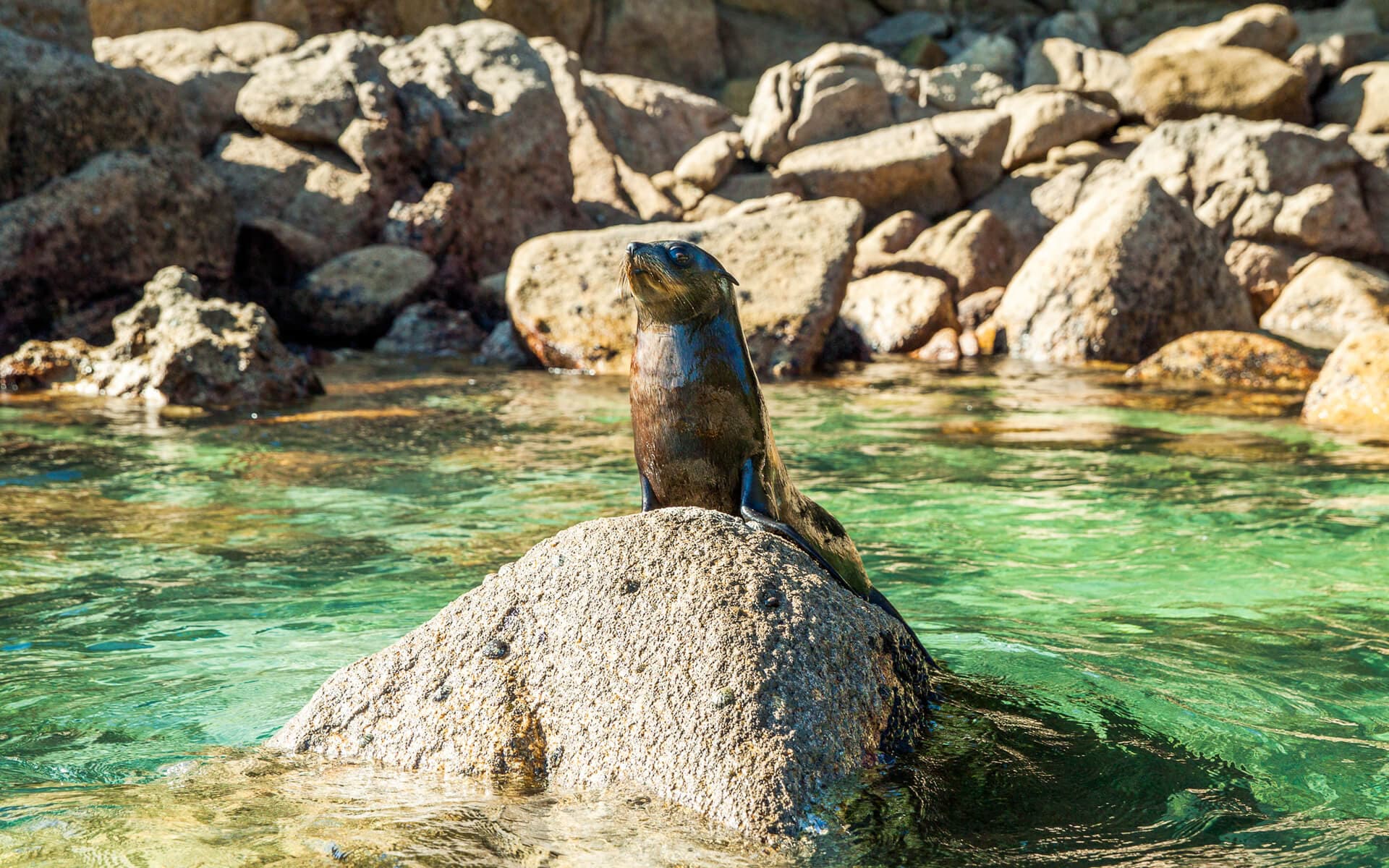 Kekeno (New Zealand fur seal) are found along the Abel Tasman National Park coastline.